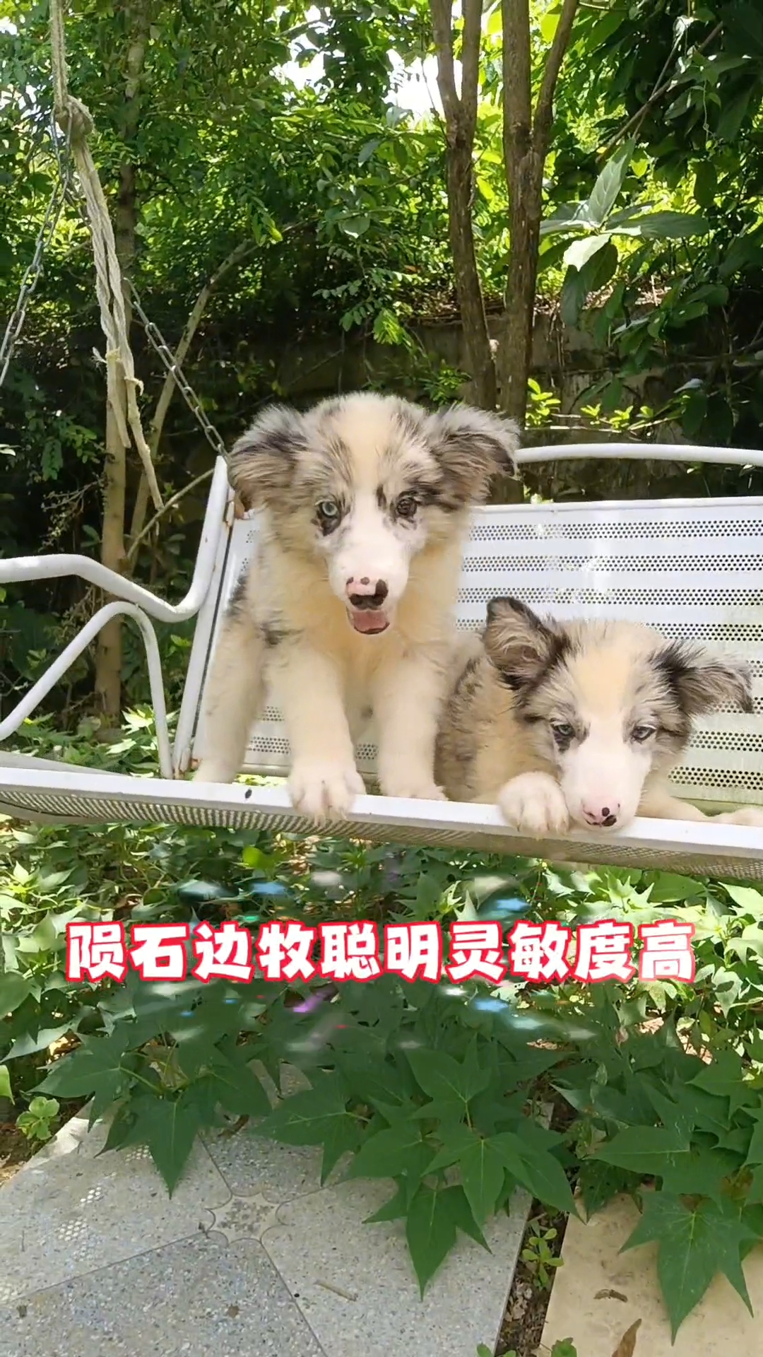 陨石边牧二弟弟，疫苗驱虫已做，签宠物协议，终身专业助养，养后无忧。